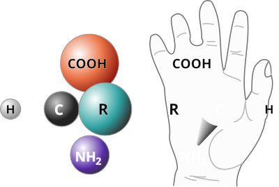 Chirality With Hands clipart