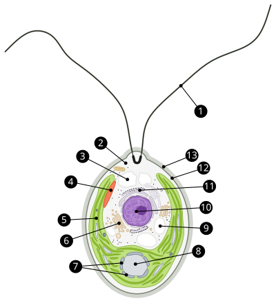 Chlamydomonas cell clipart