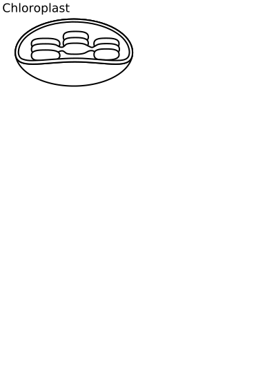 Chloroplast 1 clipart