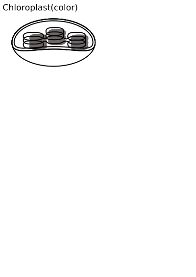 Chloroplast clipart