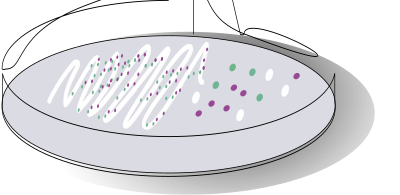 Chromogenic plate with collonies clipart