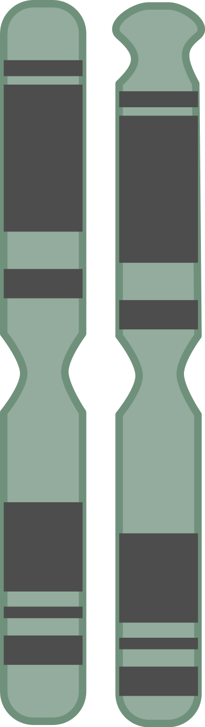 Chromosome clipart