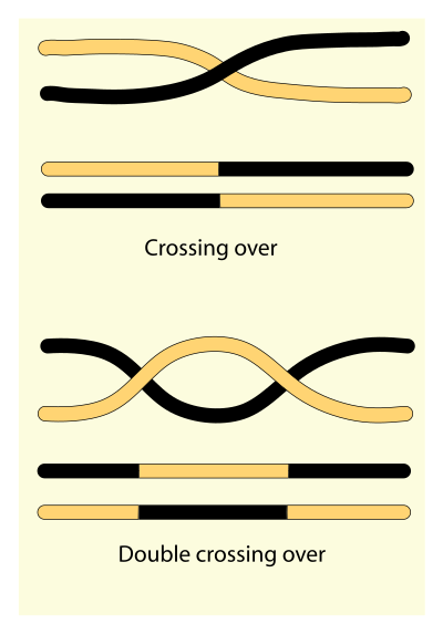 Chromosome crossing over clipart
