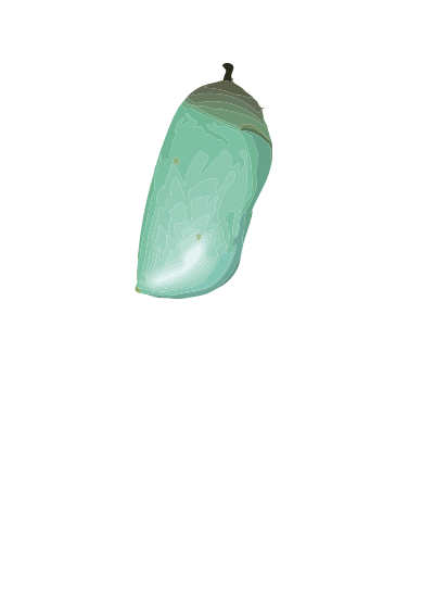 Chrysalis (D. plexippus) clipart
