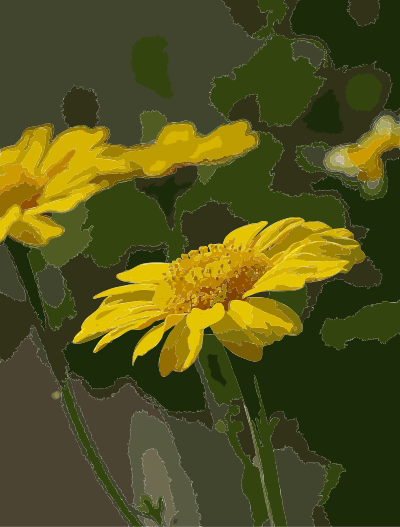 Chrysanthemum coronarium May 2008 clipart