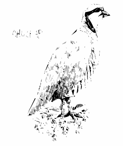 Chuckar Bird clipart