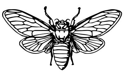 Cicada clipart