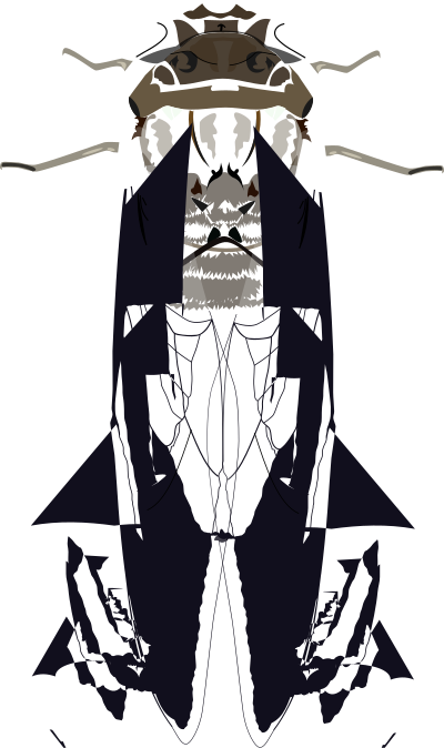 Cicada clipart