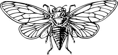 Cicada clipart