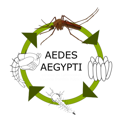Ciclo de vida del mosquito del DENGUE clipart