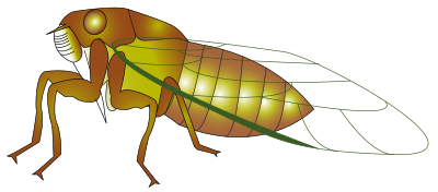 Cigale clipart