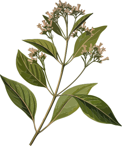 Cinchona officinalis (low resolution) clipart