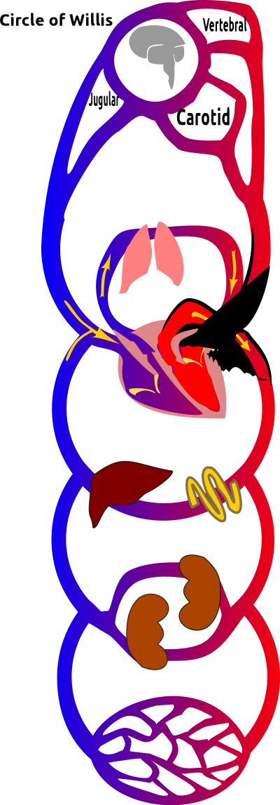 Circulation clipart