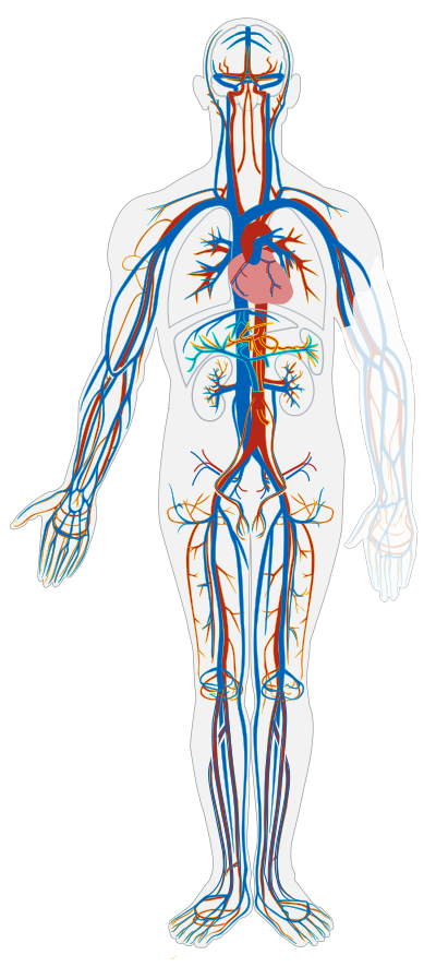 Circulatory system clipart