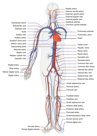 Circulatory System By LadyOfHats Text To Paths clipart