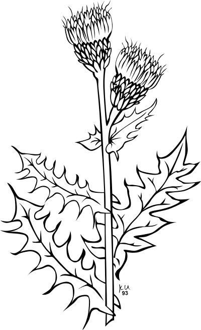 Cirsium Arvense clipart