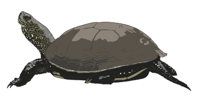 Cistude Europe clipart