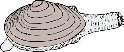 Clam clipart