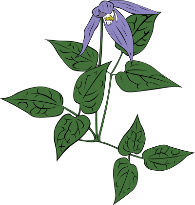 Clematis occidentalis clipart
