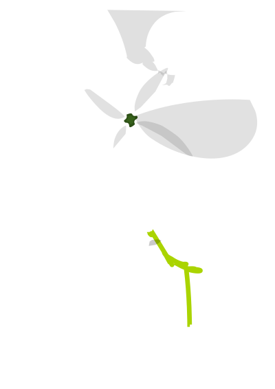 Clover clipart