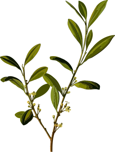Coca (low resolution) clipart