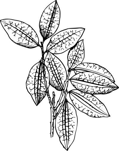 Coca plant clipart