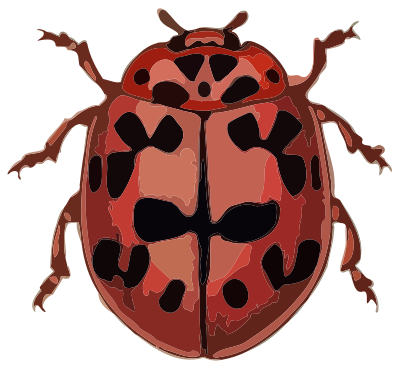Coccinella conglobata clipart