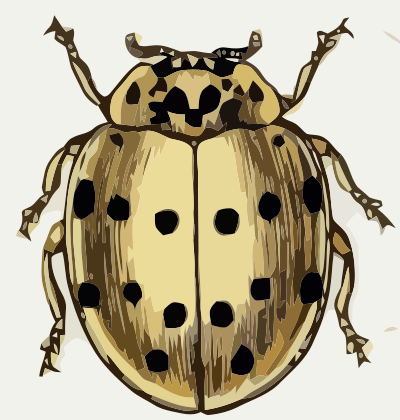 Coccinella sedicimpunctata clipart