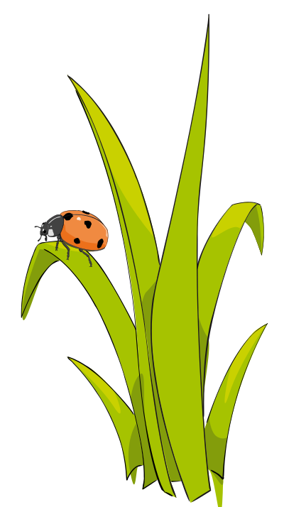 Coccinelle sur brin d-herbe - Ladybird on blade of grass. clipart