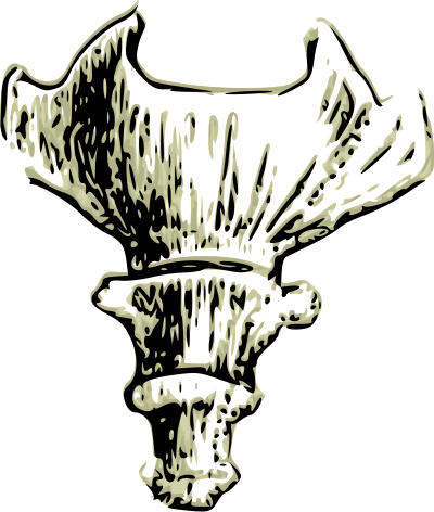 Coccyx Human tail bone clipart