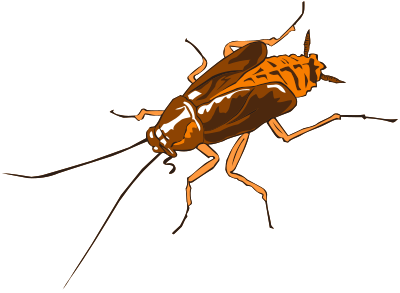 Cockroach clipart