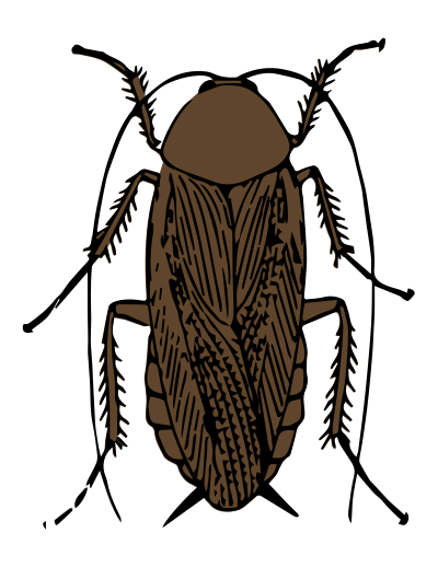 Cockroach color clipart