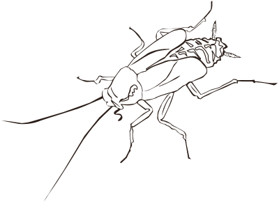 Cockroach (outline) clipart