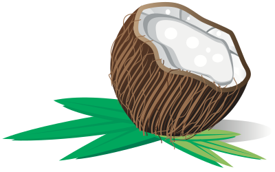 Coconut clipart