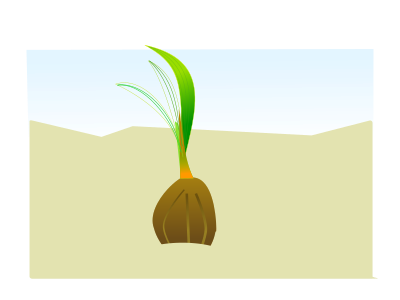 Coconut seed clipart