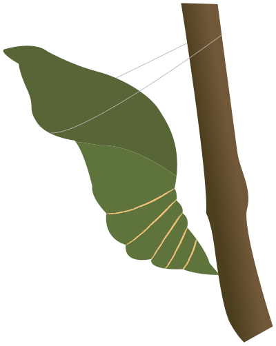 Cocoon clipart