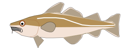 Codfish clipart