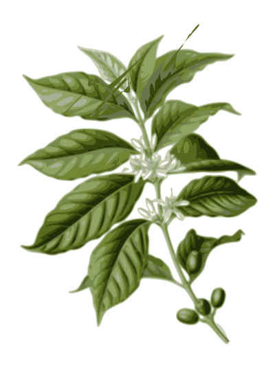 Coffee leaves clipart