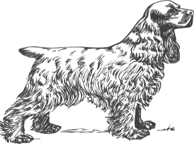 Coker spaniel grayscale clipart