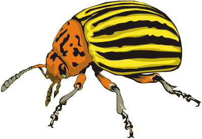 Colorado beetle clipart