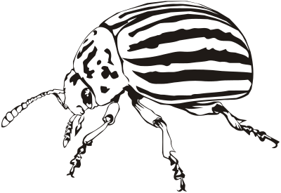 Colorado beetle (outline) clipart