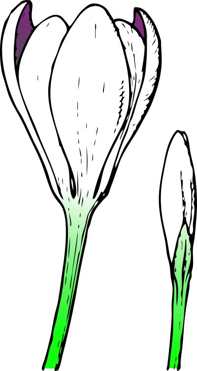 Colored crocus 1 clipart
