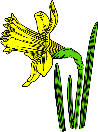 Colored daffodil clipart