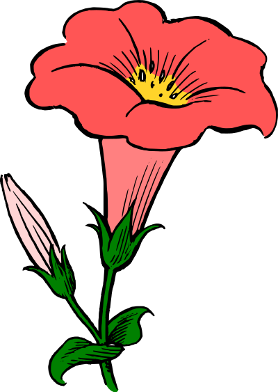 Colored gamopetalous flower clipart