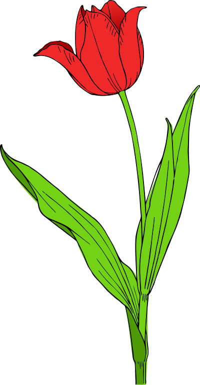 Colored tulip clipart
