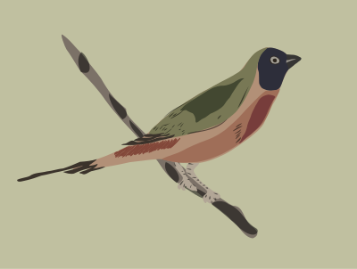 Colorful Bird clipart