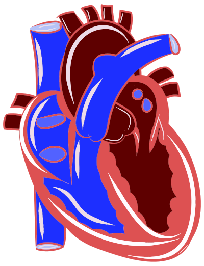 Colorful Realistic Heart Illustration clipart