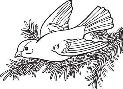 Coloring Book Willow Goldfinch clipart