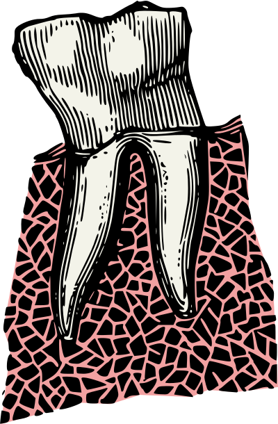 Colour Tooth clipart