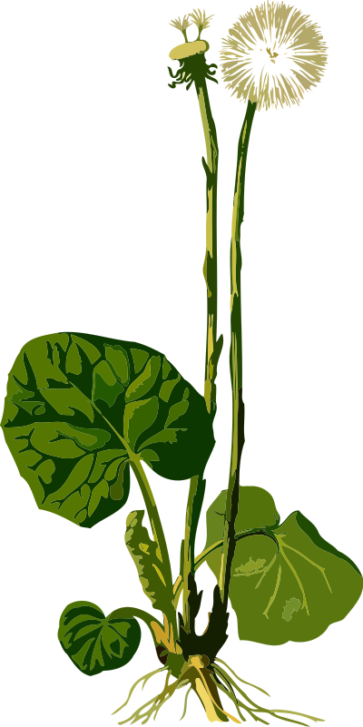 Coltsfoot (low resolution) clipart